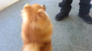 Померанский шпиц танцует