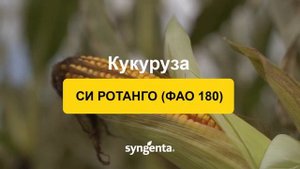 Гибрид кукурузы СИ РОТАНГО ФАО 180. Раннеспелый, трёхлинейный