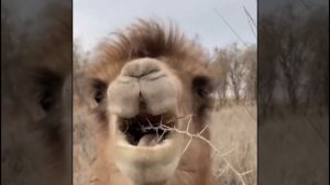 Верблюд ест колючки )))