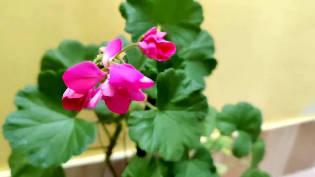 How To Grow Geranium Plants || How To Care For Geranium Plants || How To Propagate Geranium Plants смотреть онлайн
