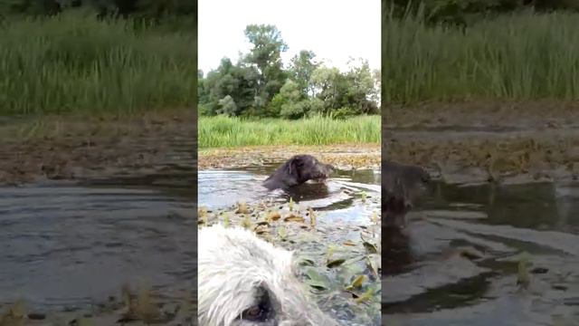 Ирландский волкодав и хотошо смотреть онлайн