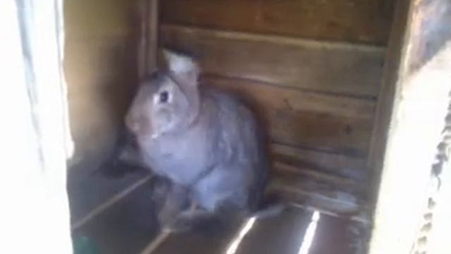 КРОЛИКИ НЕМЕЦКИЙ РИЗЕН смотреть онлайн