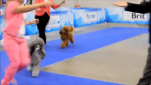 Евразия 2017, второй день. Гея Никс Валлетта и Джолли Стар Хот Лав смотреть онлайн