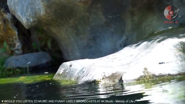 KHÔNG LỜI RUMBA TANGO MAMBO SAMBA 2021 смотреть онлайн