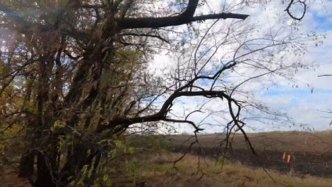 Шок контент!!Волк!Краснодарский край.