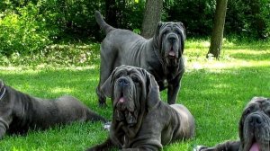 Порода собак. Неаполитанский мастифф. Грозный вид.Мощь,величество. Гроза всех собак