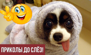 Свежая подборка приколов! Смешные до слёз! ?