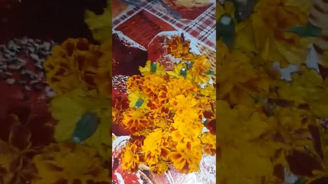Приправа шафран своими руками.
