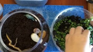 Фикус дуболистный во флорариуме: черенкование, пересадка в свежий грунт