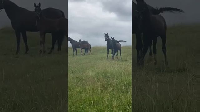 Дагестан. Карачаевская порода лошадей. Высоко в горах.