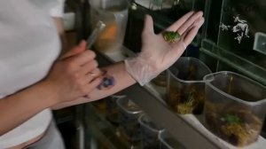 Первое кормление самых редких лягушат-рогаточек в России!