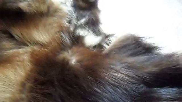 Wolverine / Skin (Росомаха / Шкура) смотреть онлайн