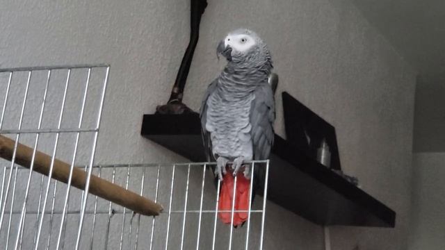 Жако поет. Zhaco canta.Parrot talking смотреть онлайн