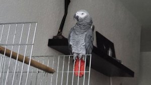 Жако поет. Zhaco canta.Parrot talking