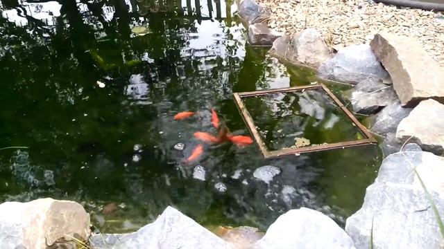 Рыбки Кометы в садовом пруду смотреть онлайн