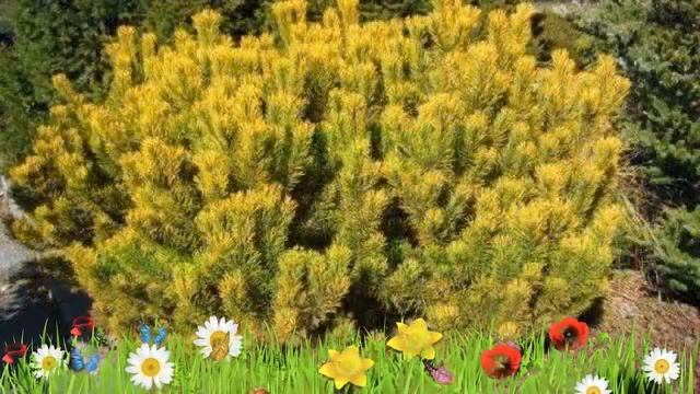 Сосна горная Карстенс Винтерголд ? Обзор: посадка и уход. саженцы сосны: описание и особенности смотреть онлайн