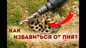 Как избавиться от пня на даче? Самые эффективные способы!