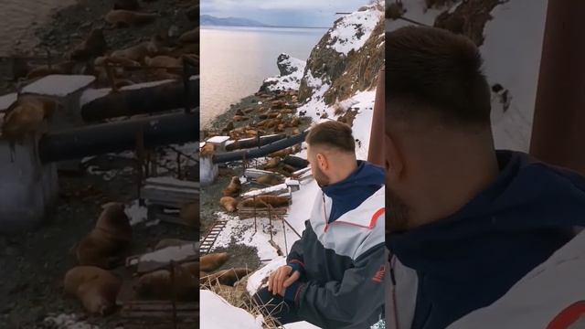 ЛЕЖБИЩЕ СИВУЧЕЙ НА КАМЧАТКЕ #Камчатка #вулкан #Морж #Путешествие #Морскойкотик #океан #животные
