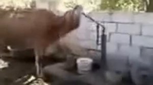 Содержание коровы в домашних условиях