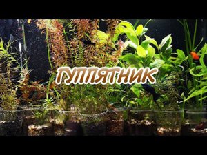 АКВАРИУМ С ГУППИ