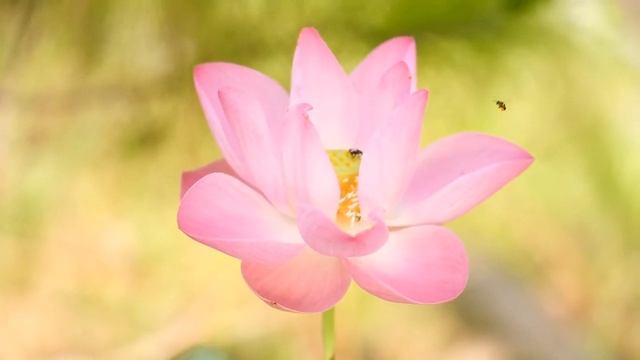 цветок лотоса смотреть онлайн