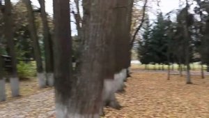 Санаторий «Зеленая роща» обзор территории.