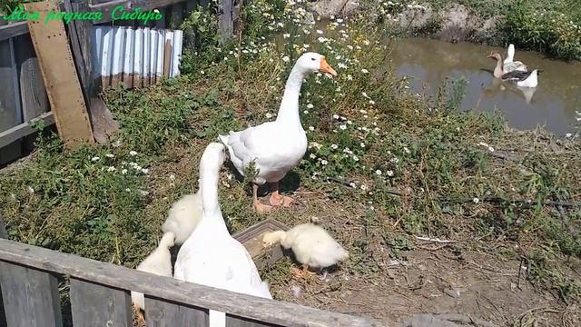 Маленькие гусятки гуляют по огороду и плавают в пруду смотреть онлайн