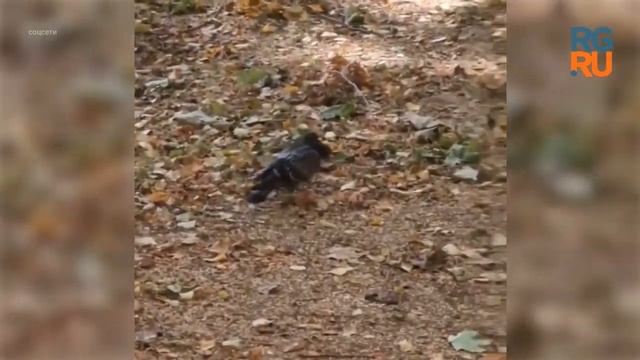 Голубь с двумя головами замечен в Москве смотреть онлайн