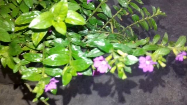 94.How to grow and care Cuphea hyssopifolia flowers plant /Mexican heather/false heather plant смотреть онлайн