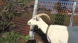 VLOG: у бабушки в деревне =) Как я провела последний день лета и встретила осень