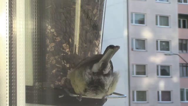 Синички :)