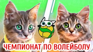 Чемпионат по волейболу среди котят «КУСЬ-2024» — Кусь-шоу — Волейбол с котятами