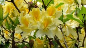 Азалия садовая цветение/Azalea garden bloom