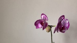 ОРХИДЕИ. Моё разочарование - Jiuhbao Red Rose "Monet".