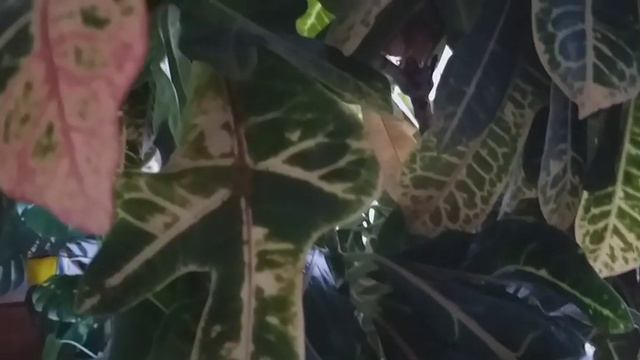 Прелести аквариума. Быстро и легко почистить аквариум.Что любят комнатные цветы и не только. смотреть онлайн