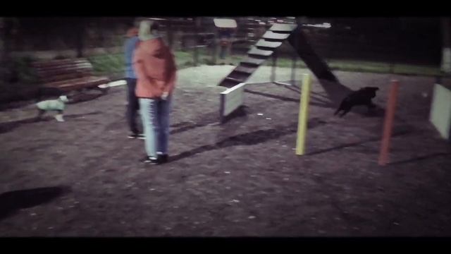 Французкий бульдог и Бостон-терьер играют с мячом на площадке.