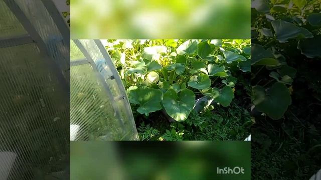 использование водорослей в огороде смотреть онлайн