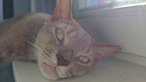 Милый котик лежит на теплом подоконнике - немного кошачьего релакса
