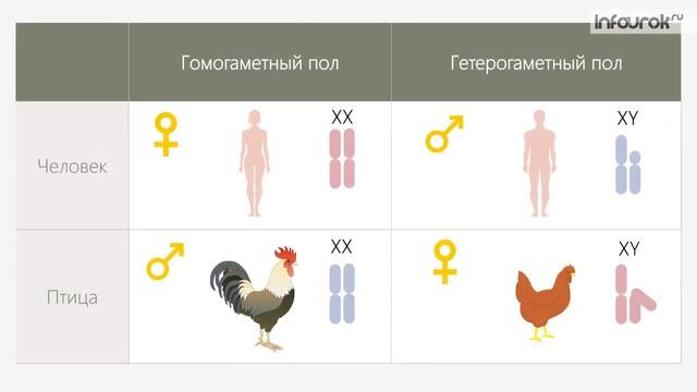Генетическое определение пола | Биология 10 класс #31 | Инфоурок смотреть онлайн
