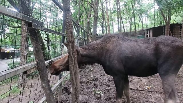 Интересные места в Хабаровске | Зоосад «Приамурский» им.В.П.Сысоева | Куда пойти в Хабаровске?