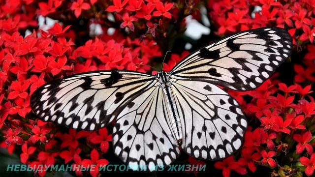 ?Мама, расскажи мне, как так получилось, что я стала тебе не нужна?Истории из жизни?Жизненные истор смотреть онлайн