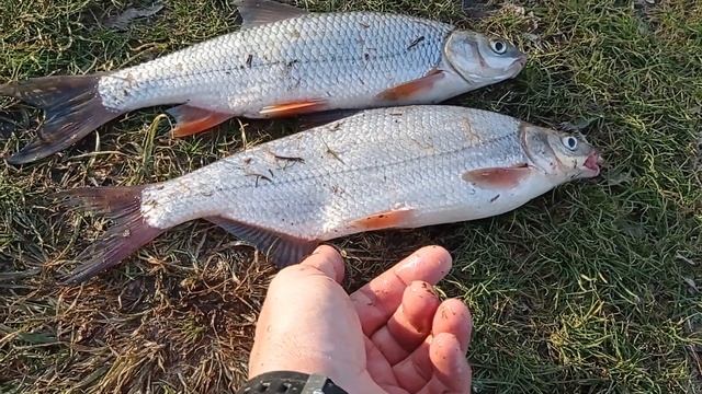 различие рыбца и подуста