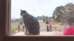 Кошачий остров Тасиро