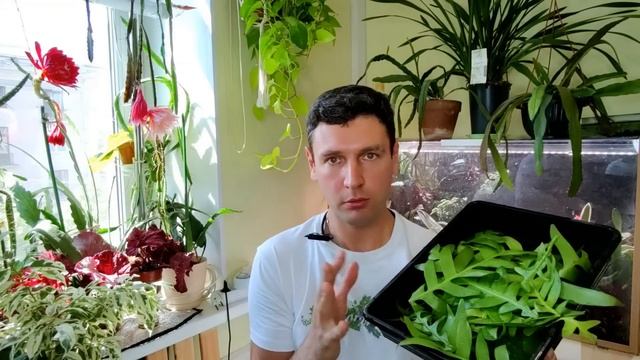 ЭПИФИЛЛУМЫ Все про Лесные кактусы EPIPHILLUM смотреть онлайн