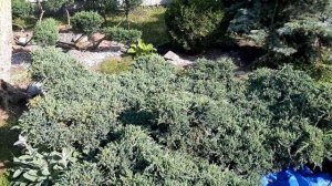 Топиарная стрижка можевельника колючего 1ая часть.