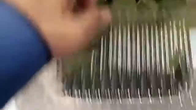 У спатифиллум дримиопсис появился новы листок смотреть онлайн