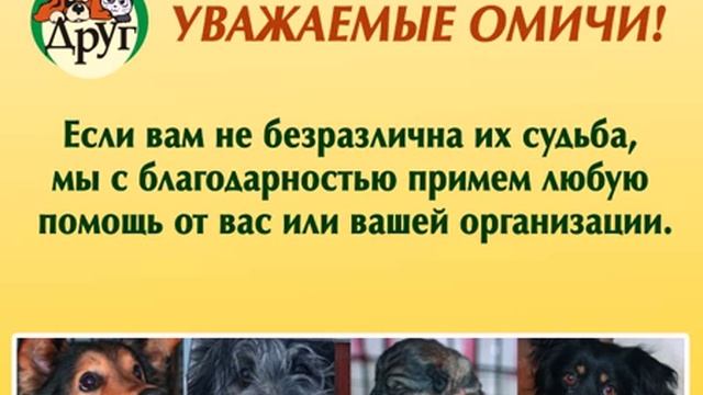 Реклама приюта "Друг" для мониторов в общественном транспорте смотреть онлайн