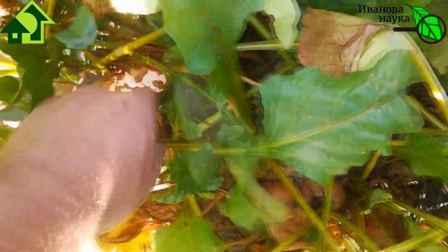 ЭТОТ СОРТ СВЕКЛЫ ПОСАДИЛ и ЗАБЫЛ! Самый вкусный сорт свёклы, который любят даже дети - конфетная! смотреть онлайн