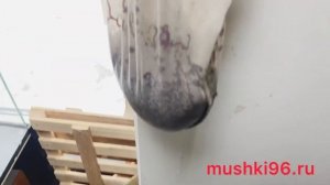 МОТЫЛЬ, как его по чистить и взбодрить???