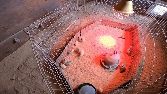 ИНДЮШАТА ПЕРЕЕХАЛИ ! РОВНЯЮ УЧАСТОК ! [Жизнь в деревне] смотреть онлайн